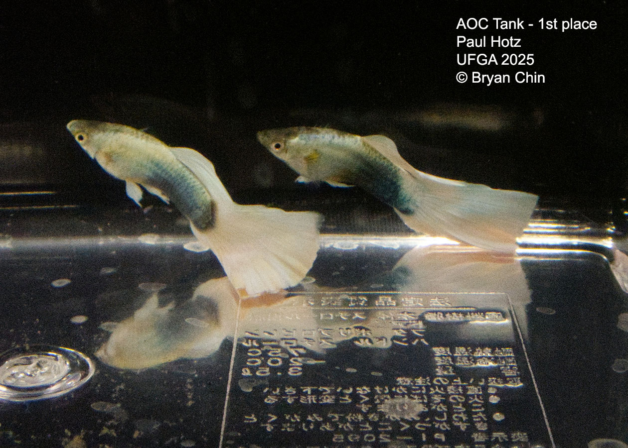Guppy Stoerzbach Nill pastel
